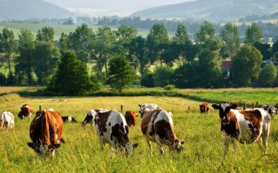 Mass Starvation: Why Most of America Is Unprepared